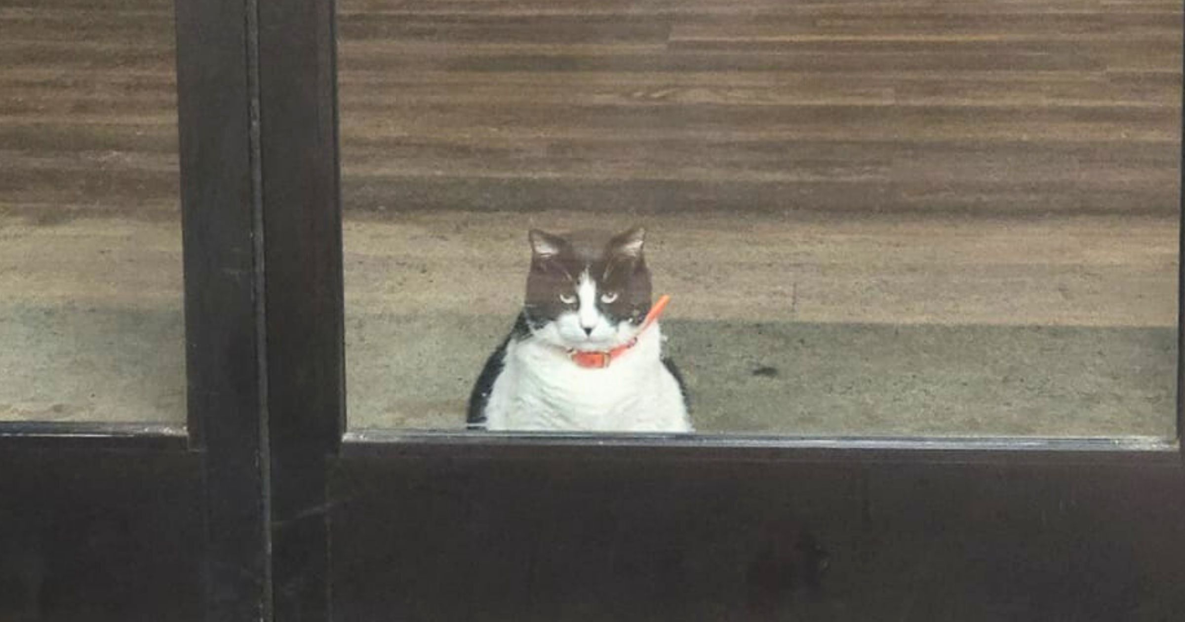 Gato gordito primero fila