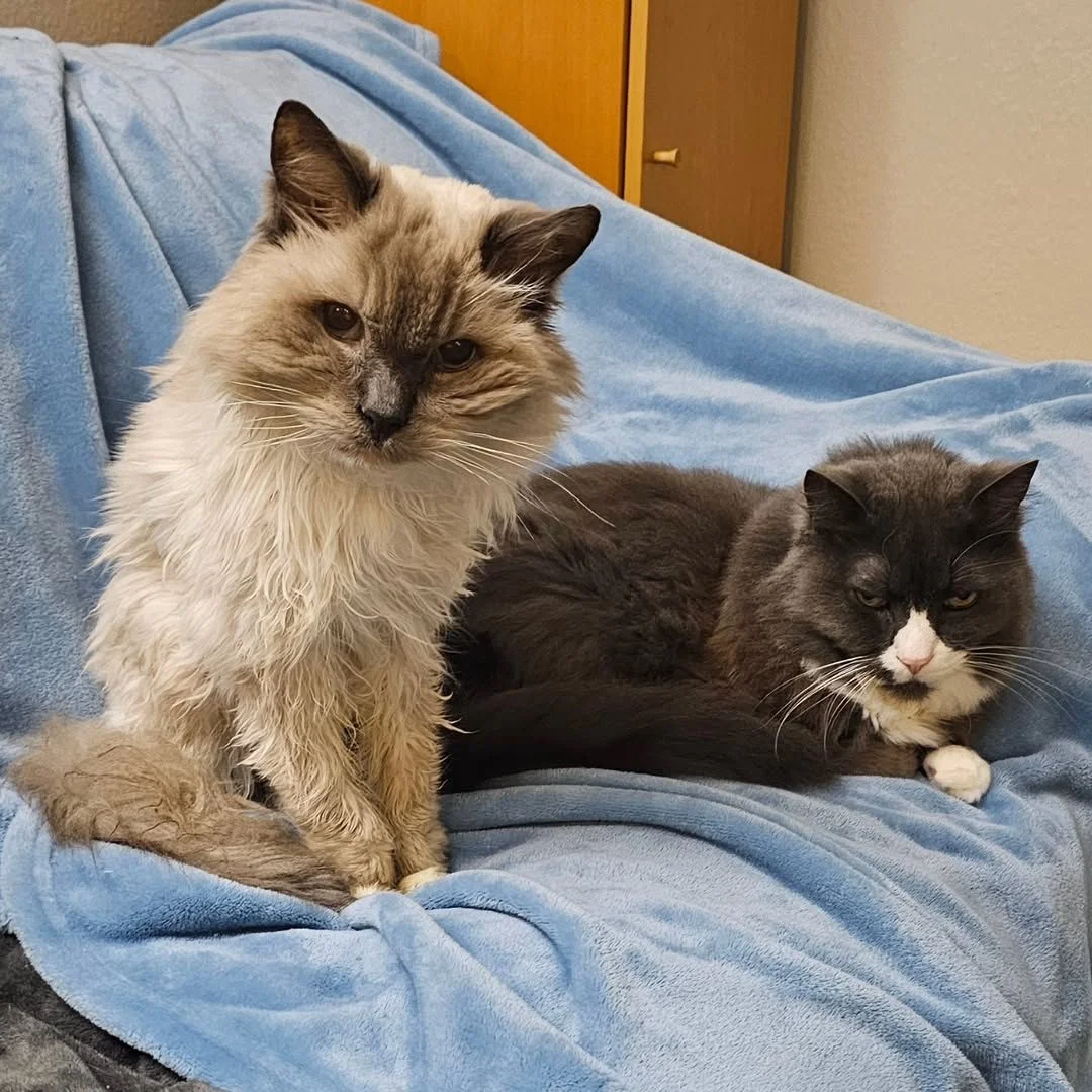 Hombre y su gato recrean una foto 20 años después 2 Gatos de Roman