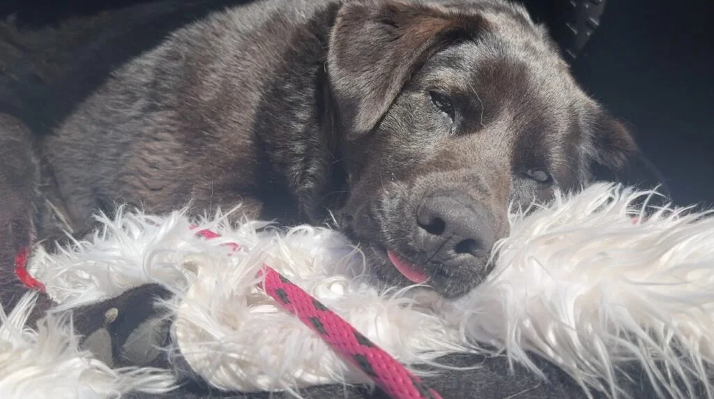 Rescatistas encuentran a una perrita herida en la carretera y su fiel protectora 10 Hope se recupera