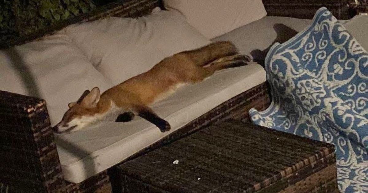 Mujer encuentra zorro durmiendo sofa