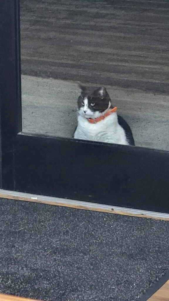Gato gordito es el primero en la fila de la tienda de donas 8 Oreo haciendo fila