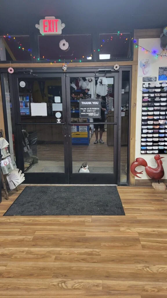 Gato gordito es el primero en la fila de la tienda de donas 5 Panaderia