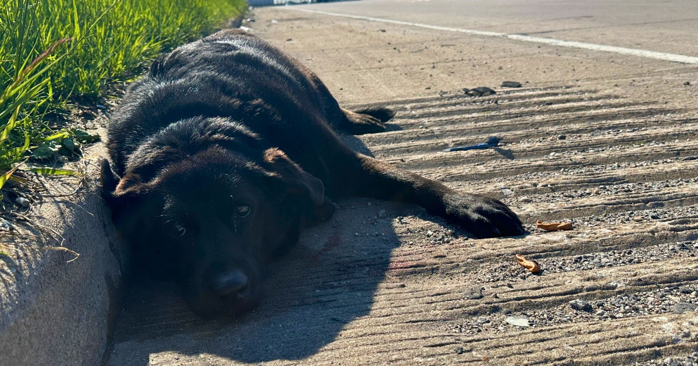 Perrita encontrada en la carretera junto a su compañera