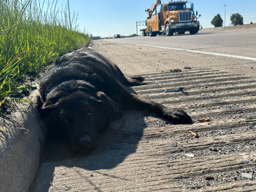 Rescatistas encuentran a una perrita herida en la carretera y su fiel protectora 6 Perrita herida en la carretera