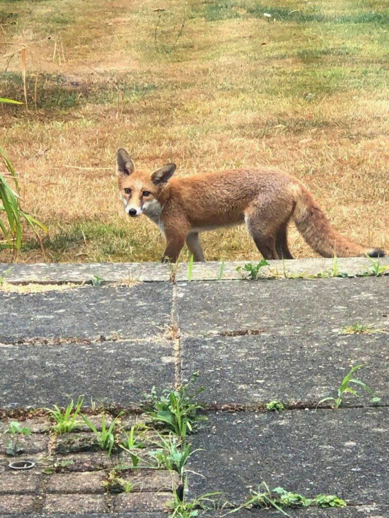 Inesperado huésped salvaje convierte este sofá en su refugio de siesta 1 Zorrito visitante