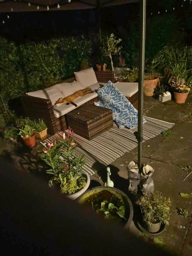 Inesperado huésped salvaje convierte este sofá en su refugio de siesta 3 Zorro dormido sofa
