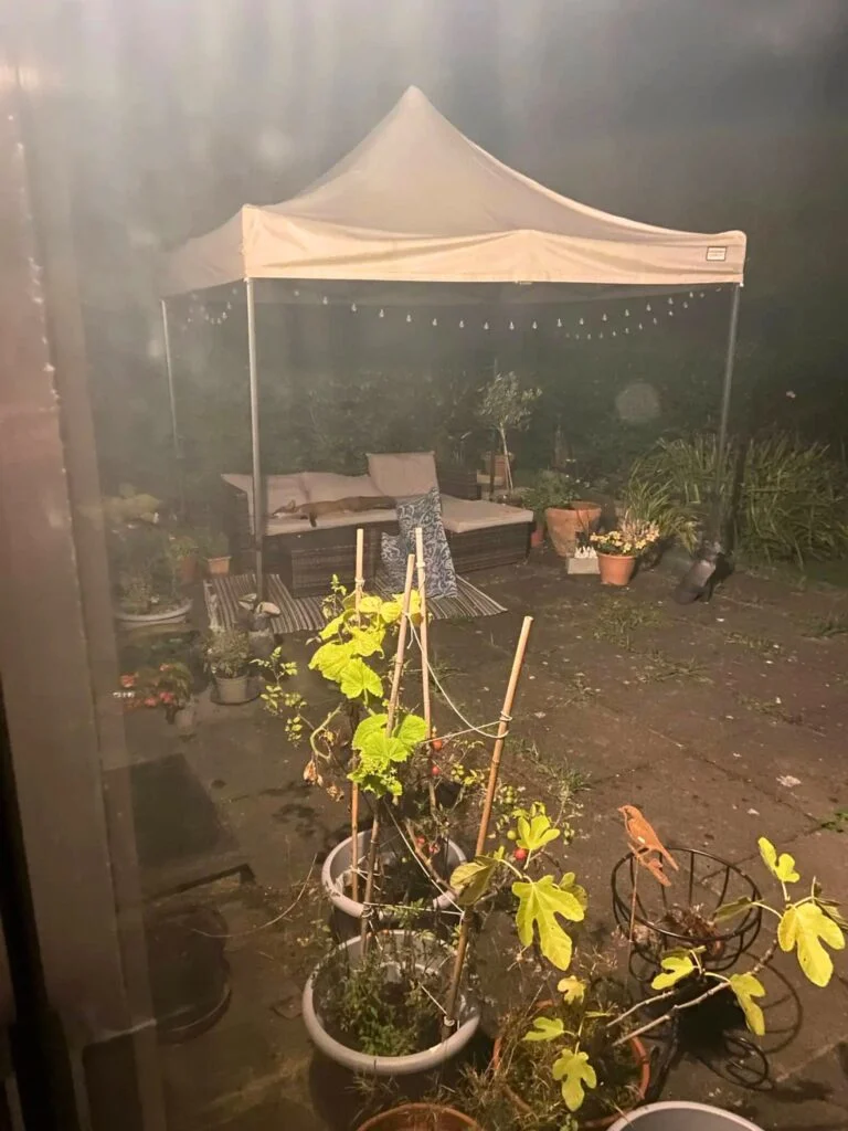 Inesperado huésped salvaje convierte este sofá en su refugio de siesta 2 Zorro encontrado dormido