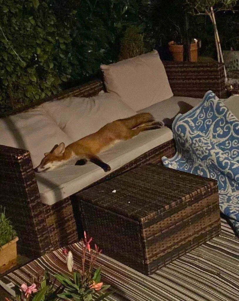 Inesperado huésped salvaje convierte este sofá en su refugio de siesta 4 zorro estaba dormido
