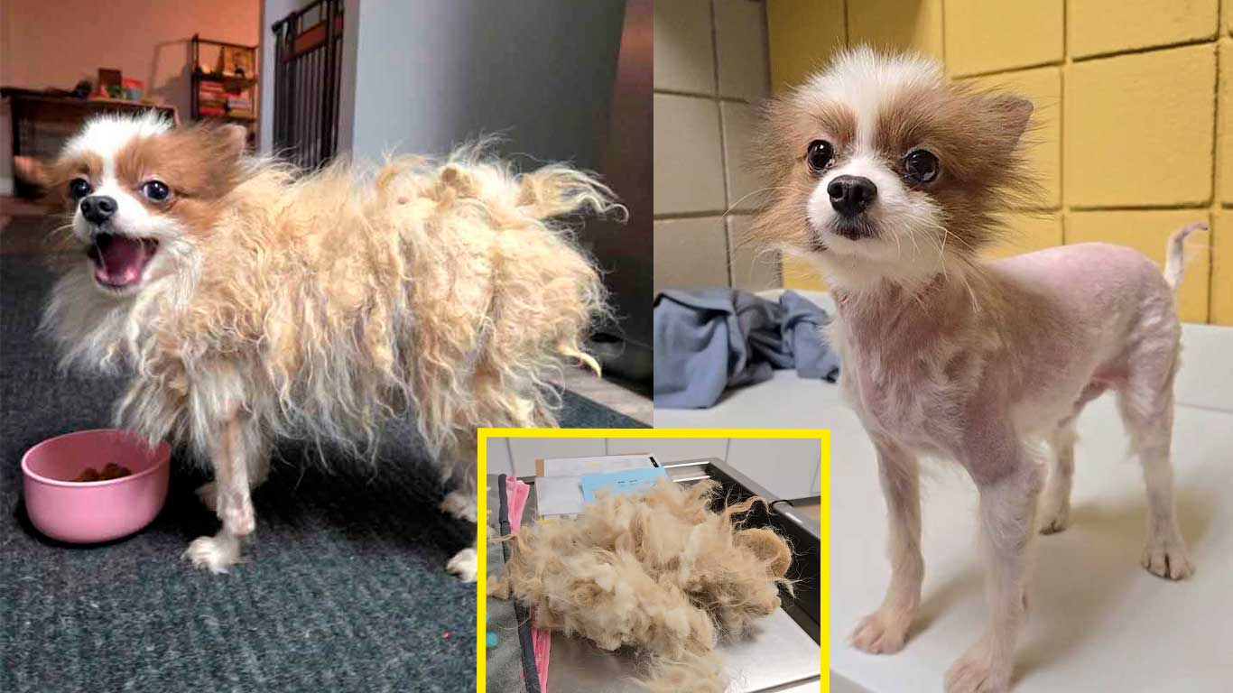 101 Perros Conocieron Por Primera Vez El Amor