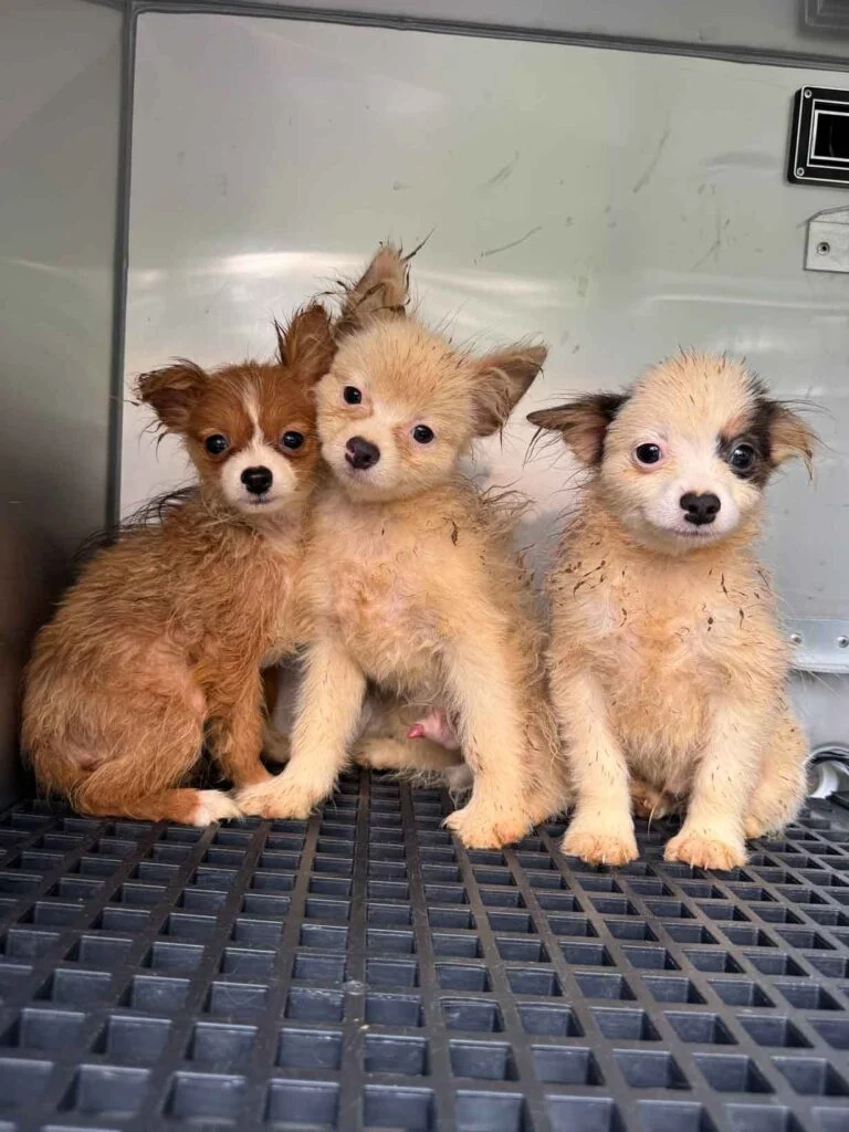 El Día Que 101 Perros Conocieron Por Primera Vez El Amor: Jamie Fue Solo El Comienzo 2 101 perros fueron encontrados en jaulas hacinados en un criadero ilegal