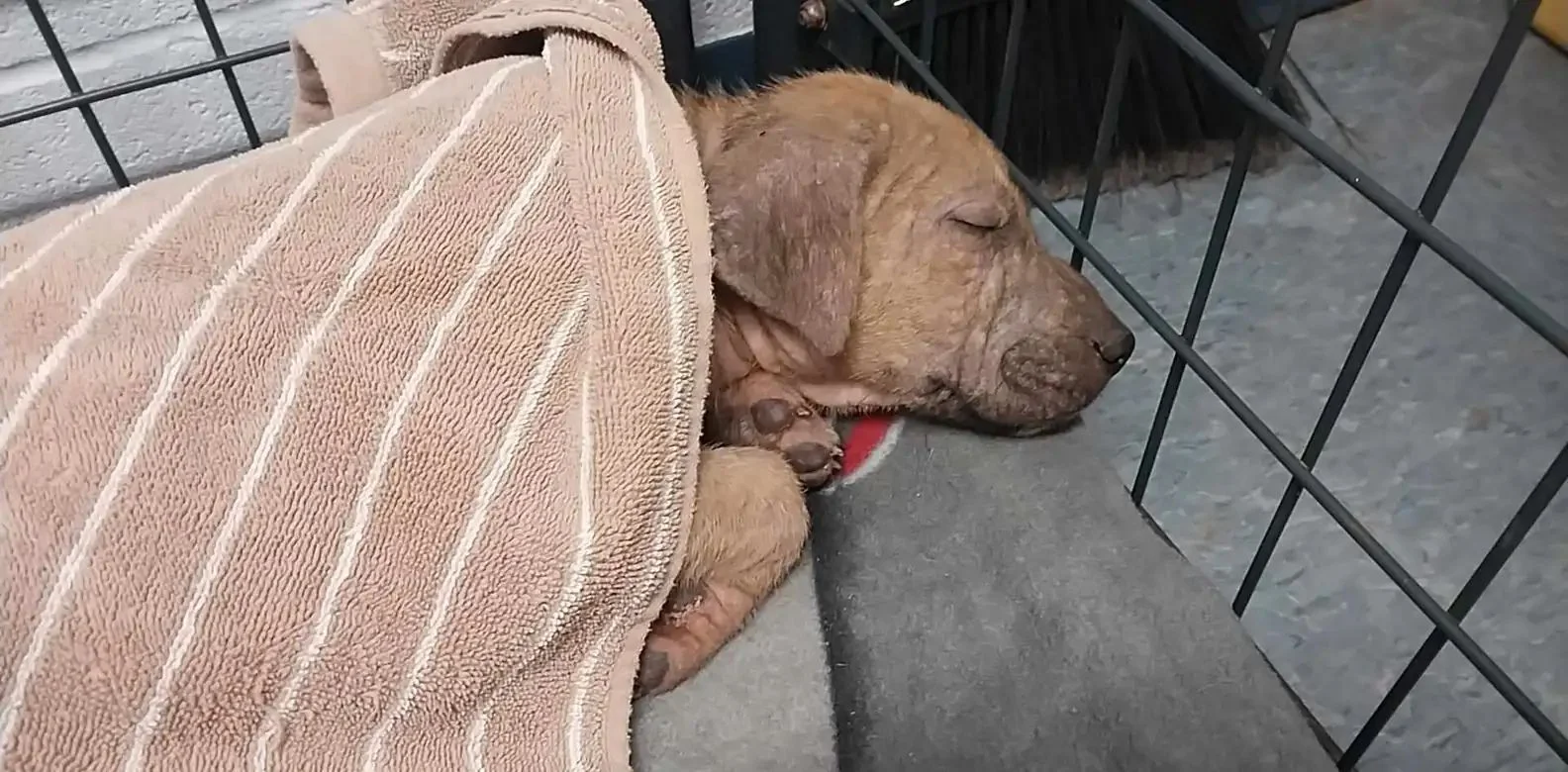 Cachorro callejero muestra su periódico como el mayor de los tesoros 2 Bingo rescatado