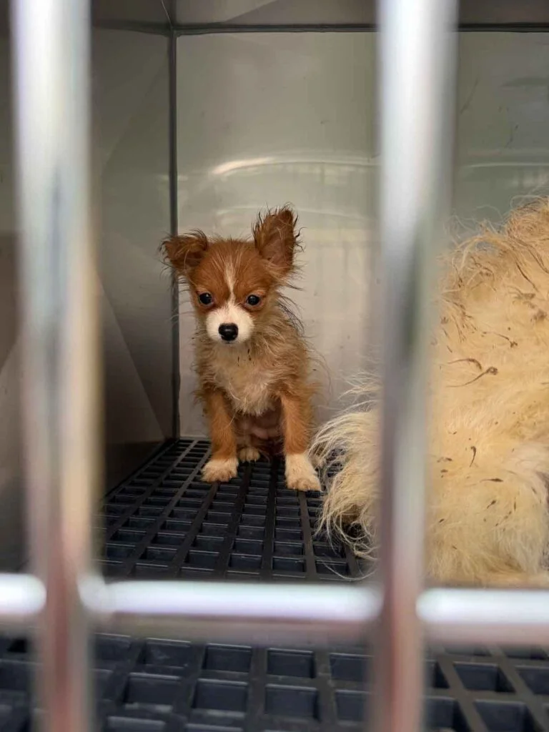 El Día Que 101 Perros Conocieron Por Primera Vez El Amor: Jamie Fue Solo El Comienzo 6 Cachorro Asustado en Un Criadero Ilegal