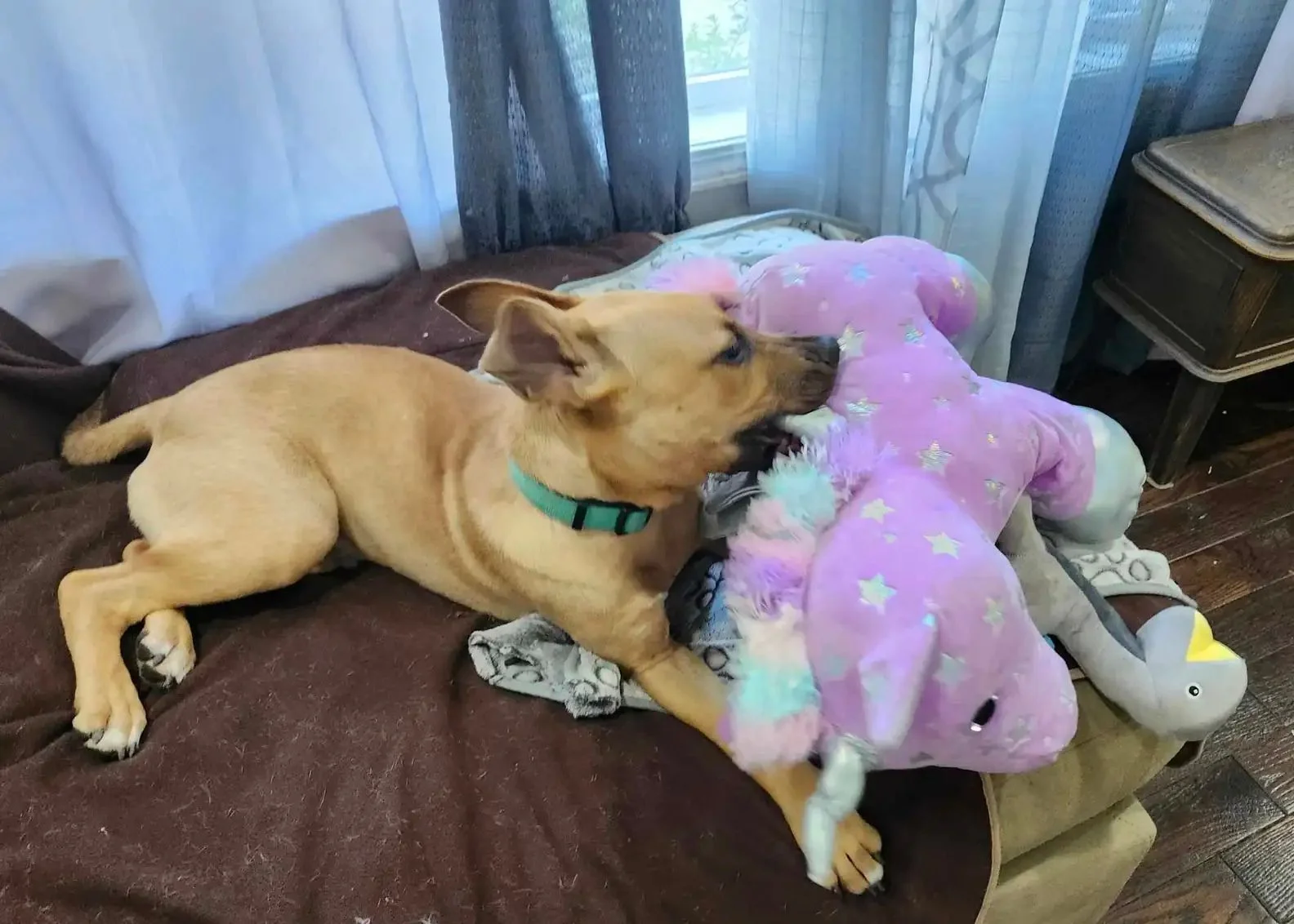 Cachorro callejero muestra su periódico como el mayor de los tesoros 3 Cachorro Bingo