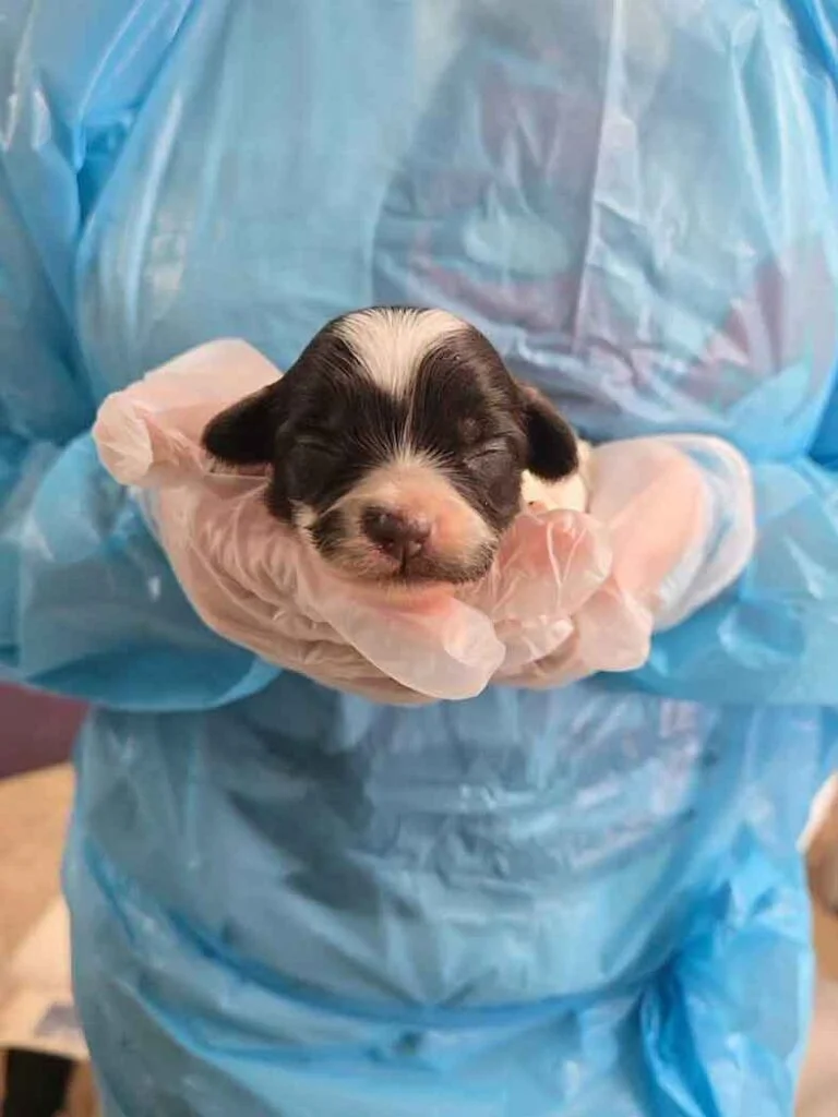 El Día Que 101 Perros Conocieron Por Primera Vez El Amor: Jamie Fue Solo El Comienzo 5 Cachorro Rescatado de Un Criadero Ilegal