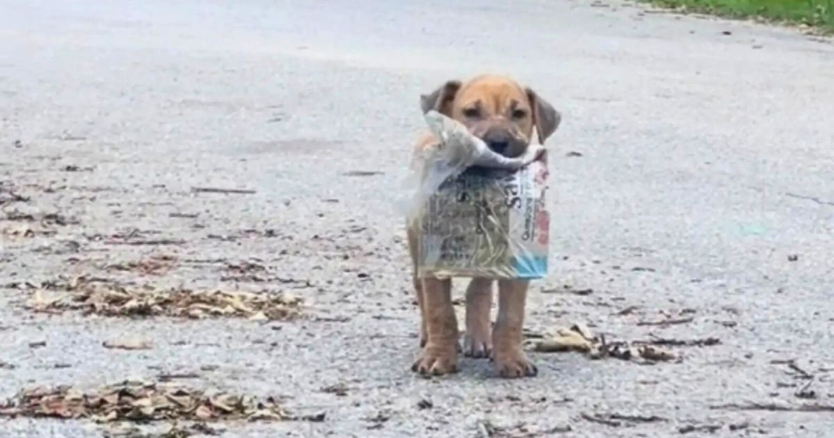 Cachorro rescatado lleva periodico como un tesoro