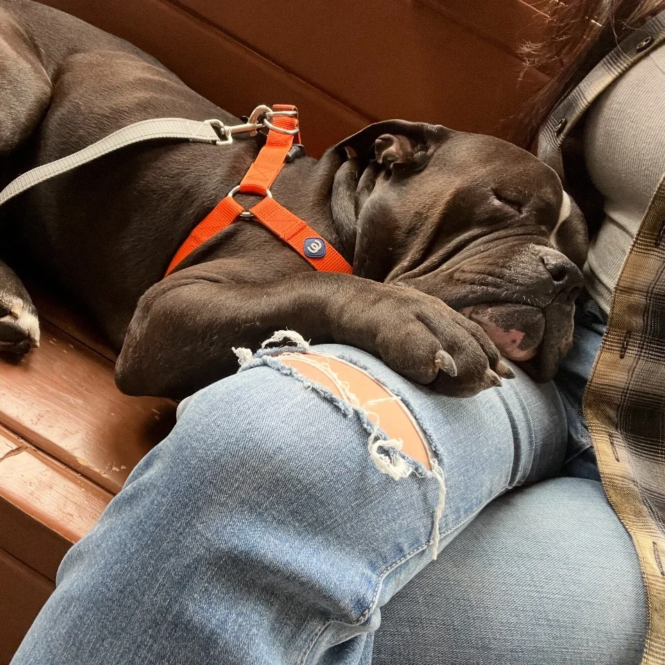 Perrito rescatado tenía mucho miedo y dolor y solo se sentó a ver a sus rescatadores 6 Guillermo de la Cruz descansando