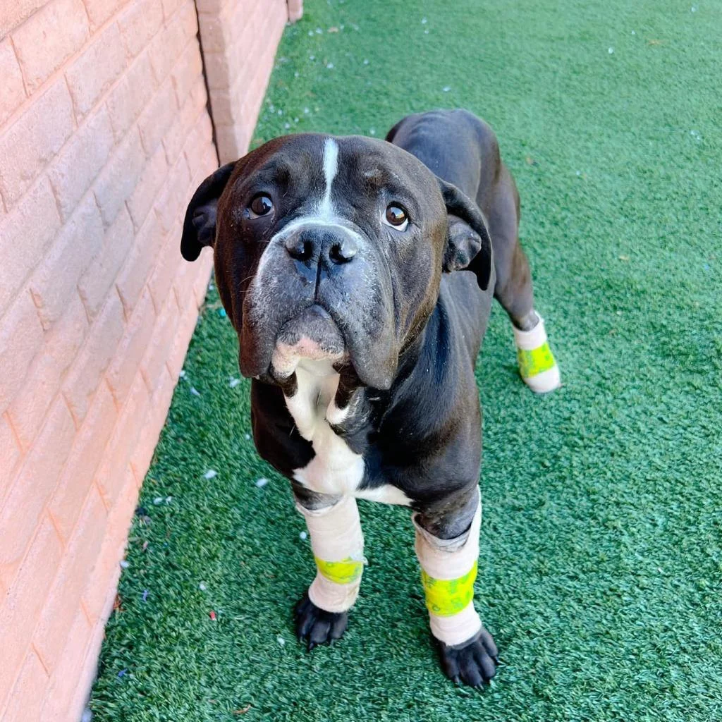 Perrito rescatado tenía mucho miedo y dolor y solo se sentó a ver a sus rescatadores 5 Guillermo de la Cruz rescatado