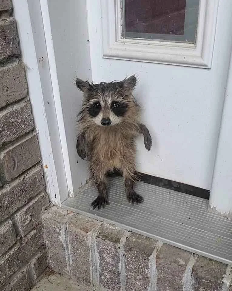 El Bebé Mapache Que Eligió La Puerta Correcta: Una Historia de Supervivencia Que Desafía Toda Lógica 2 Mapache Toco la puerta correcta