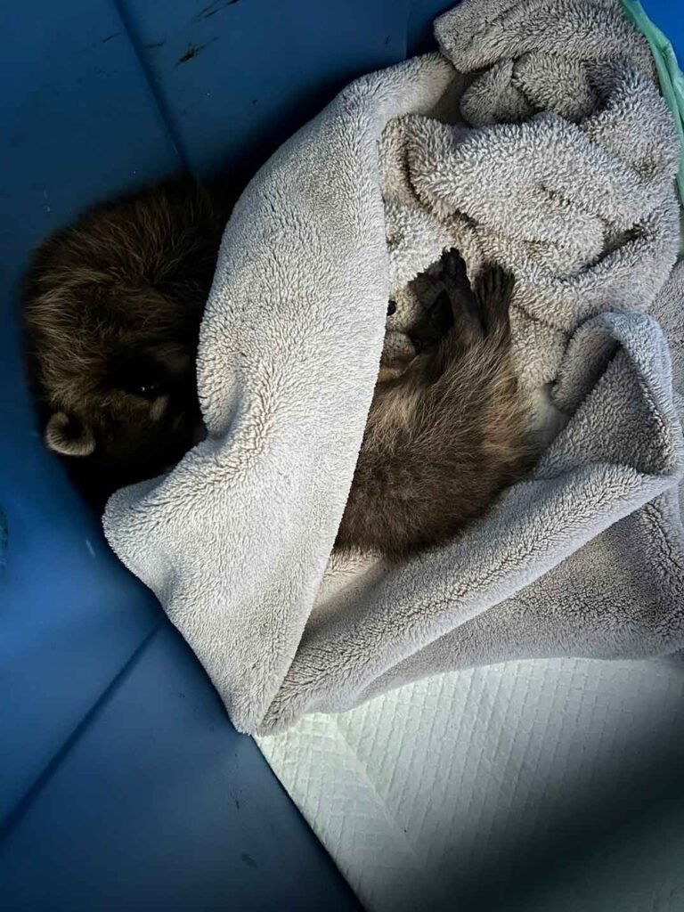 El Bebé Mapache Que Eligió La Puerta Correcta: Una Historia de Supervivencia Que Desafía Toda Lógica 3 Mapache envuelto en una toalla