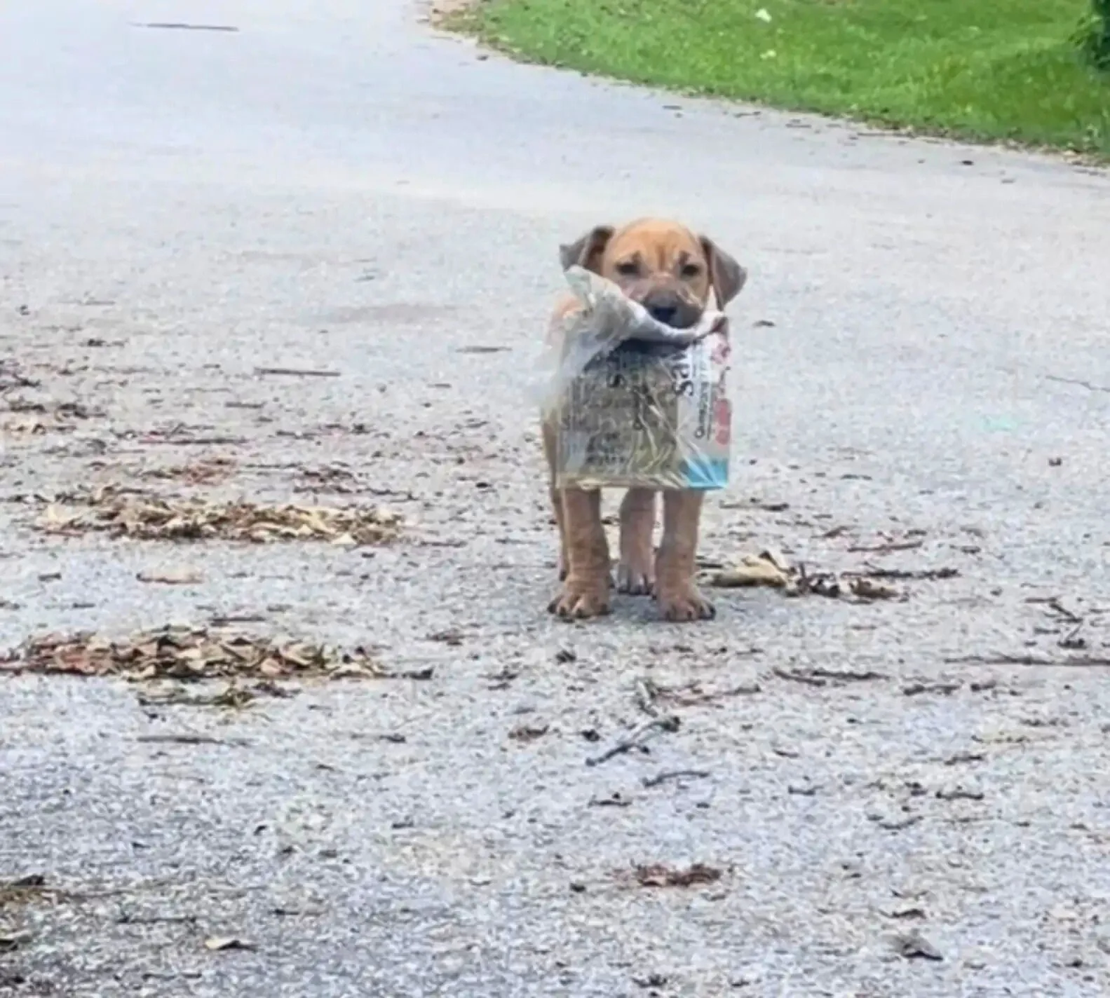 Cachorro callejero muestra su periódico como el mayor de los tesoros 1 Perrito rescatado lleva periodico