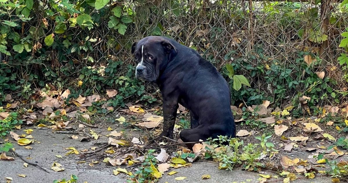 Perrito rescatado tenia miedo y se sento a esperar