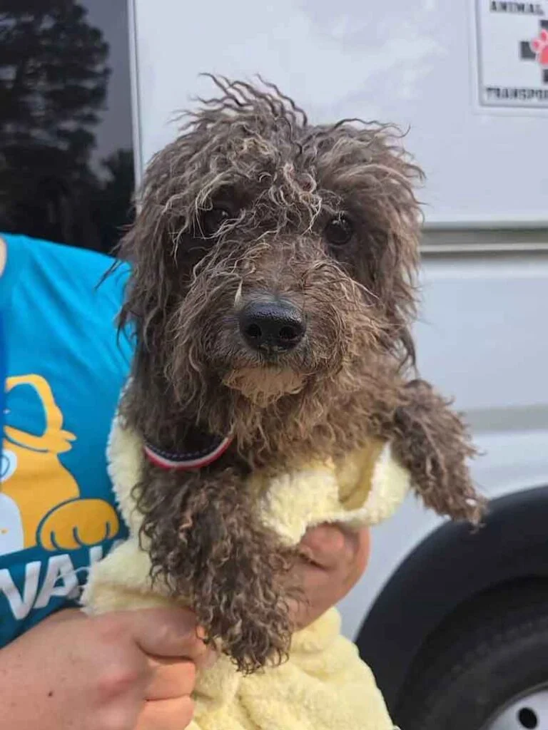El Día Que 101 Perros Conocieron Por Primera Vez El Amor: Jamie Fue Solo El Comienzo 3 Perro Mayor Rescatado de Un Criadero Ilegal