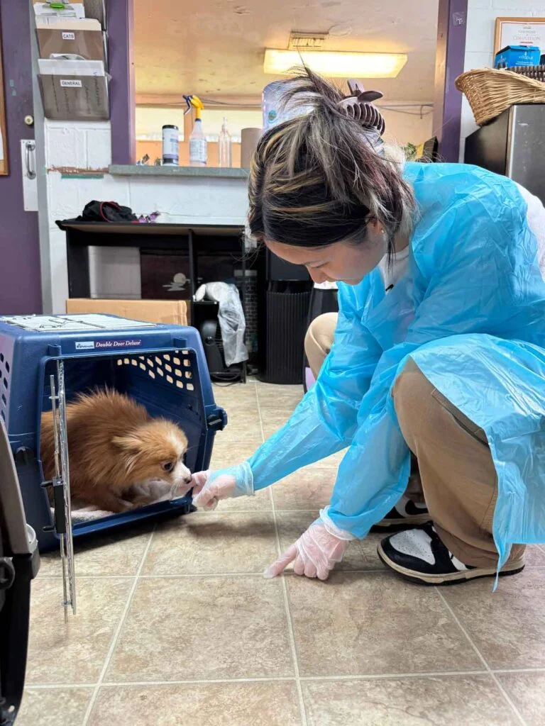 El Día Que 101 Perros Conocieron Por Primera Vez El Amor: Jamie Fue Solo El Comienzo 4 Perro Rescatado de Un Criadero Ilegal