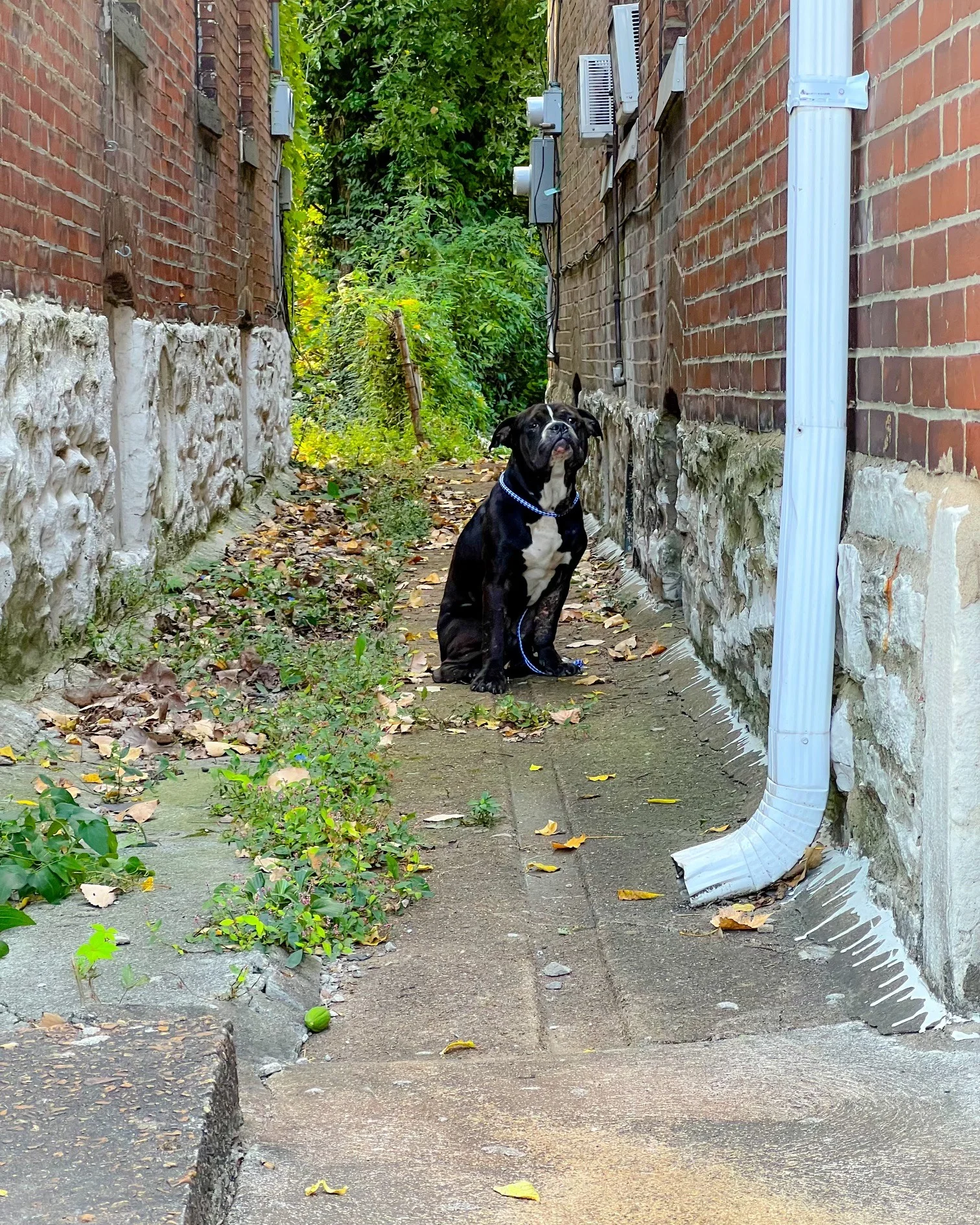 Perrito rescatado tenía mucho miedo y dolor y solo se sentó a ver a sus rescatadores 2 Perro esperaba rescatistas