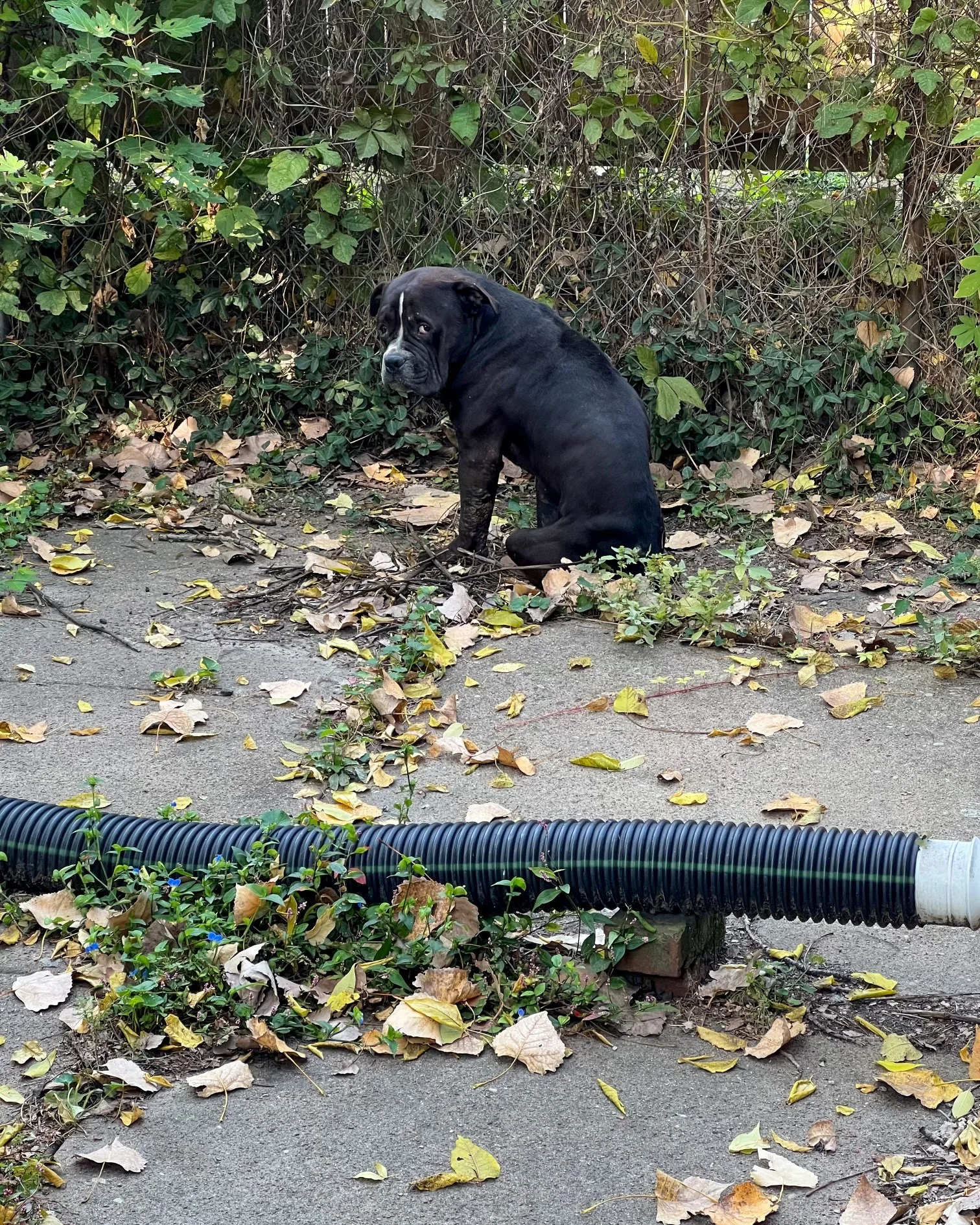 Perrito rescatado tenía mucho miedo y dolor y solo se sentó a ver a sus rescatadores 3 Perro sentado esperaba
