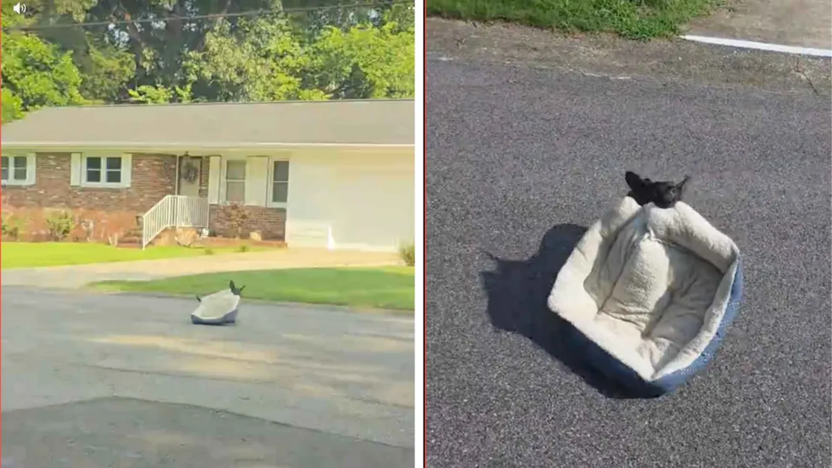 Perro corriendo por la calle con una cama para perros en la boca