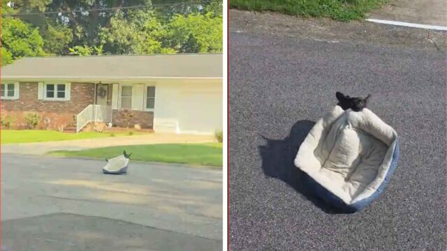Perro corriendo por la calle con una cama para perros en la boca