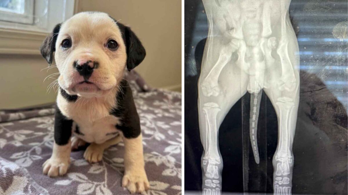 Llegó con la pelvis rota y sin dueño: la cachorrita que terminó cambiando las reglas de un refugio en Misuri 1 Foto dividida: a la izquierda se ve la foto del cachorro adorable y a la derecha su radiografía