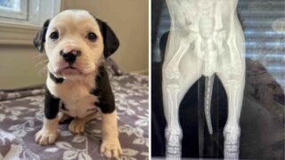 Foto dividida: a la izquierda se ve la foto del cachorro adorable y a la derecha su radiografía
