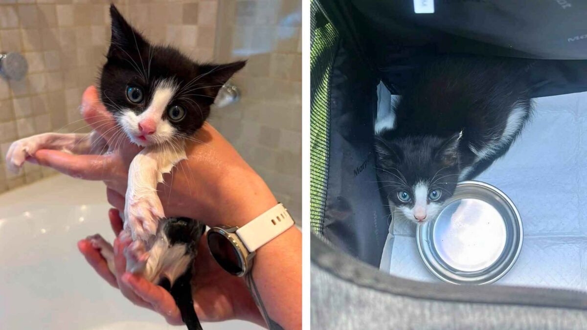 Encontraron a un gatito temblando solo en un jardín de Londres: su pelaje escondía un peligro mortal 1 gatito blanco y negro recibiendo un baño