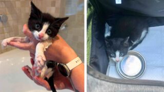 gatito blanco y negro recibiendo un baño