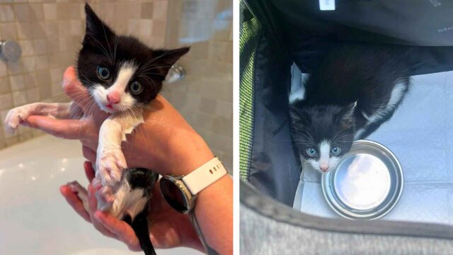gatito blanco y negro recibiendo un baño