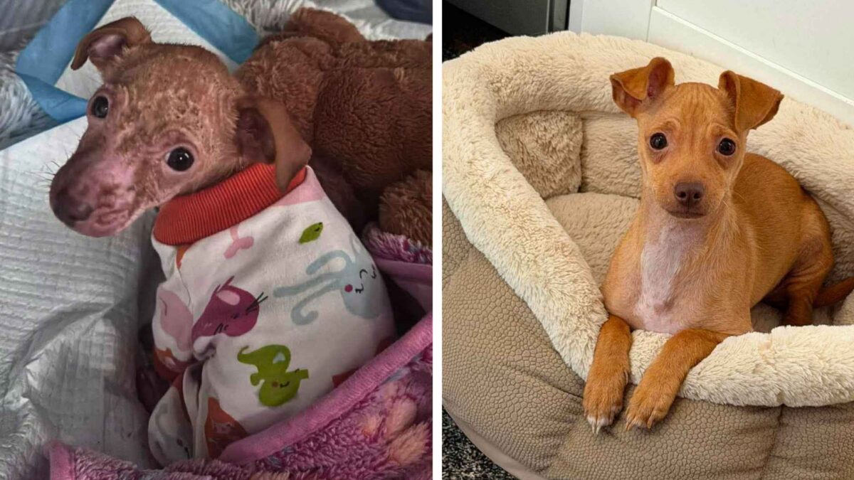 Pesaba poco más de un kilo y estaba en la lista de eutanasia: la historia detrás de la cachorra que nadie daba por salvable 1 Dos fotos que contrastan un antes y un después la recuperación de la perrita