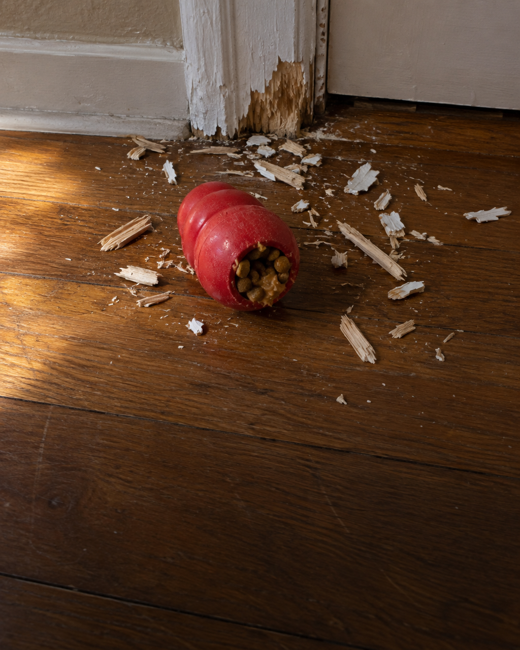 Por qué tu perro muerde la puerta, pero no toca su comida, cuando se queda solo 3 Juguete de goma rojo para perros, lleno de croquetas y mantequilla de maní, intacto sobre un piso de madera entre astillas y restos de pintura blanca al pie de una puerta de entrada
