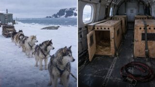 En 1994 la Antártida echó a todos sus perros: no fue por algo que hicieran