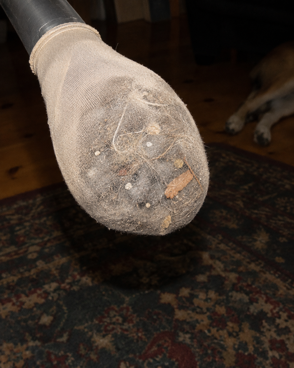 En Finlandia, los bebés que menos se enfermaron tenían el perro que menos paraba en casa 4 Extremo del tubo de una aspiradora con un calcetín de nailon beige estirado sobre la boca, en una casa de mediados de los años 2000