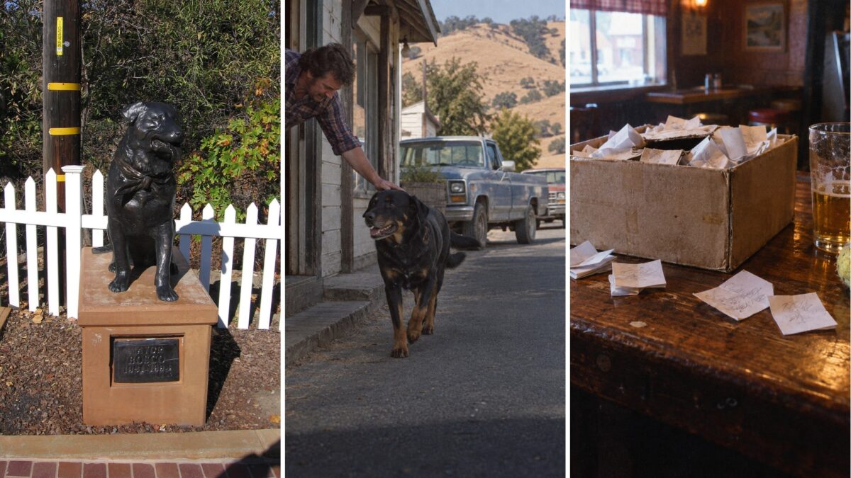 Un perro ganó una elección en California y el diario oficial chino lo usó contra la democracia 1 Un perro ganó una elección en California y el diario oficial chino lo usó contra la democracia