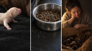 Nace ciego, sordo y sin poder calentarse: así encuentra un cachorro a su madre