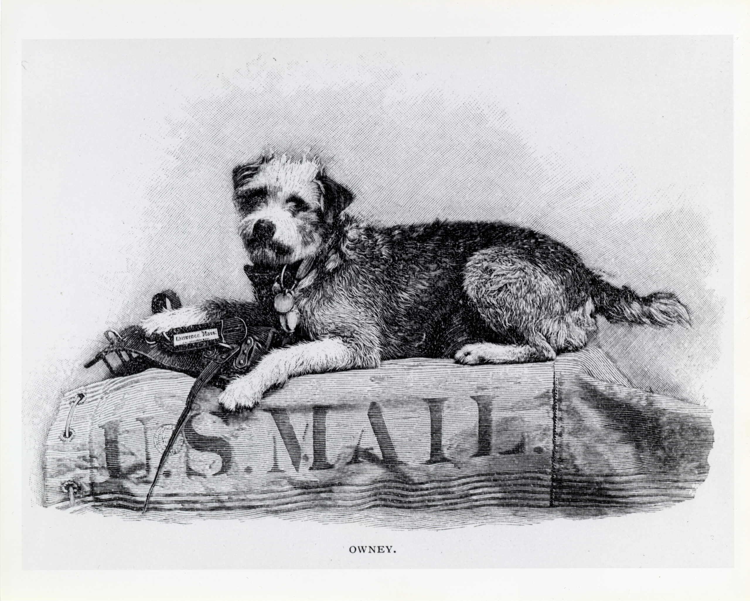 El perro sin dueño que el correo de Estados Unidos envió a dar la vuelta al mundo en 1895 3 Ilustración de Owney sobre una saca de correo, siglo XIX