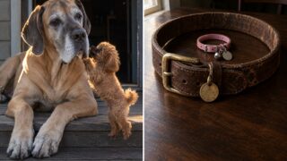 por que los perros grandes viven menos hero