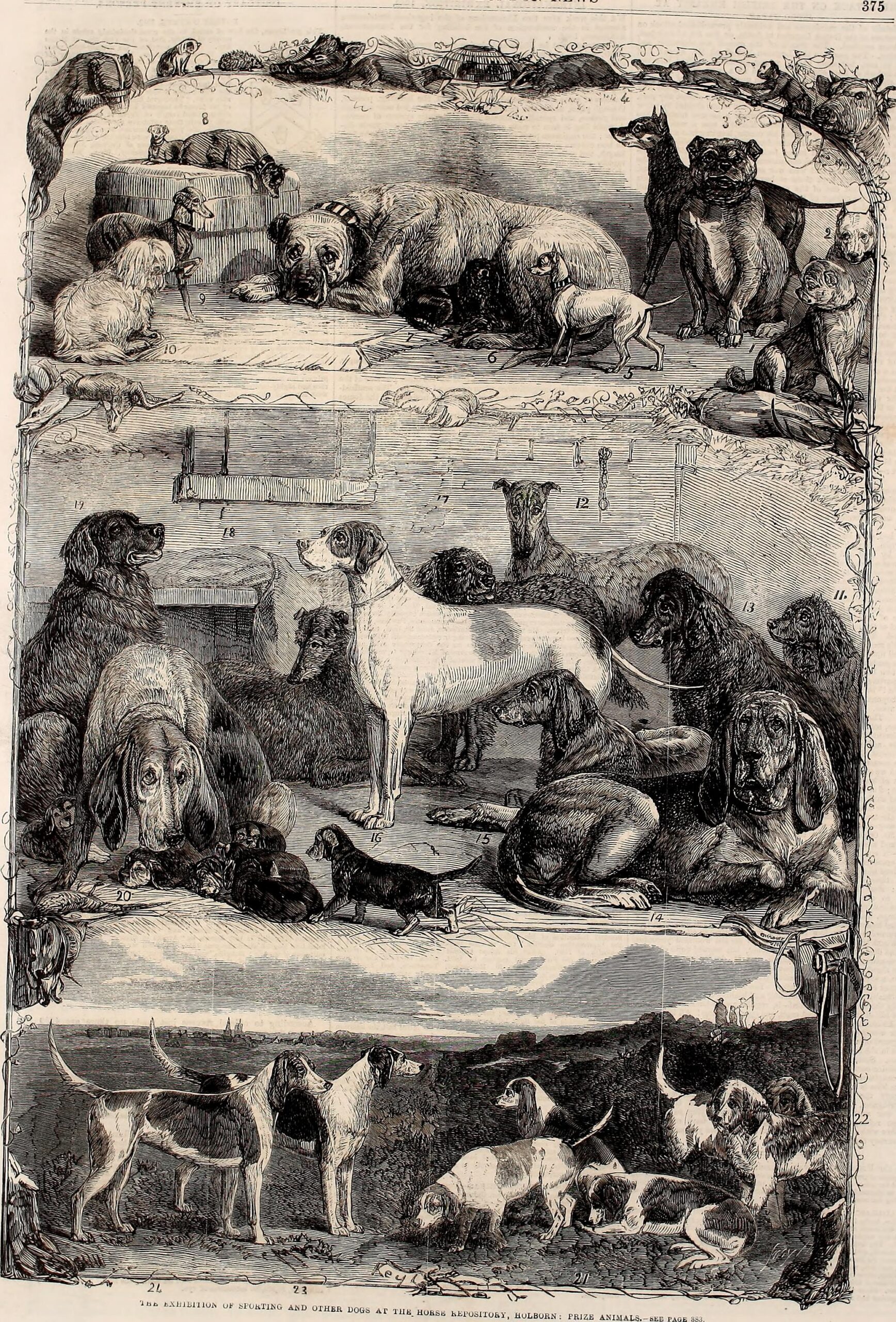 Grabado de 1861 de una exposición de perros de caza y otros perros en el Horse Repository de Holborn, en Londres