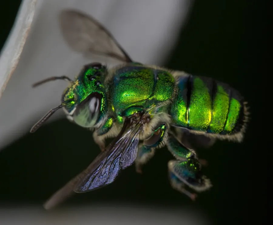 Una abeja verde brillante con alas de reflejos azules y violetas, sobre un fondo oscuro