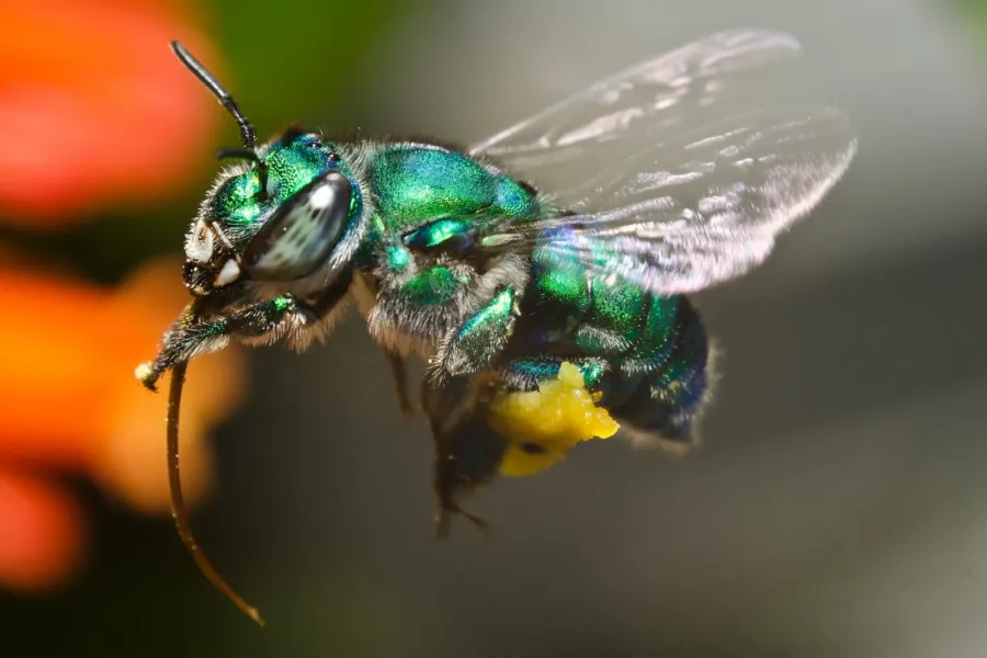 Una abeja verde de las orquídeas en vuelo, con la lengua larga extendida hacia abajo y polen amarillo en una pata