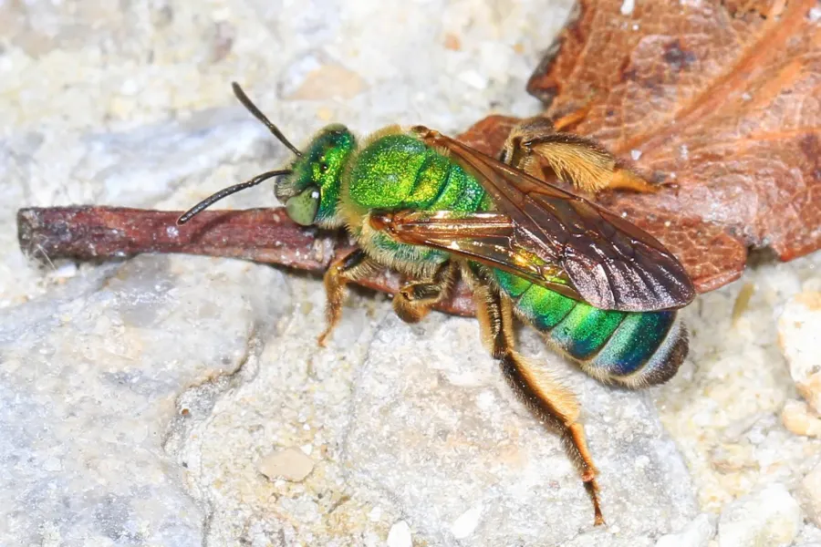 Una abeja pequeña de tórax verde metálico y abdomen con bandas verdes y azules, posada sobre una piedra