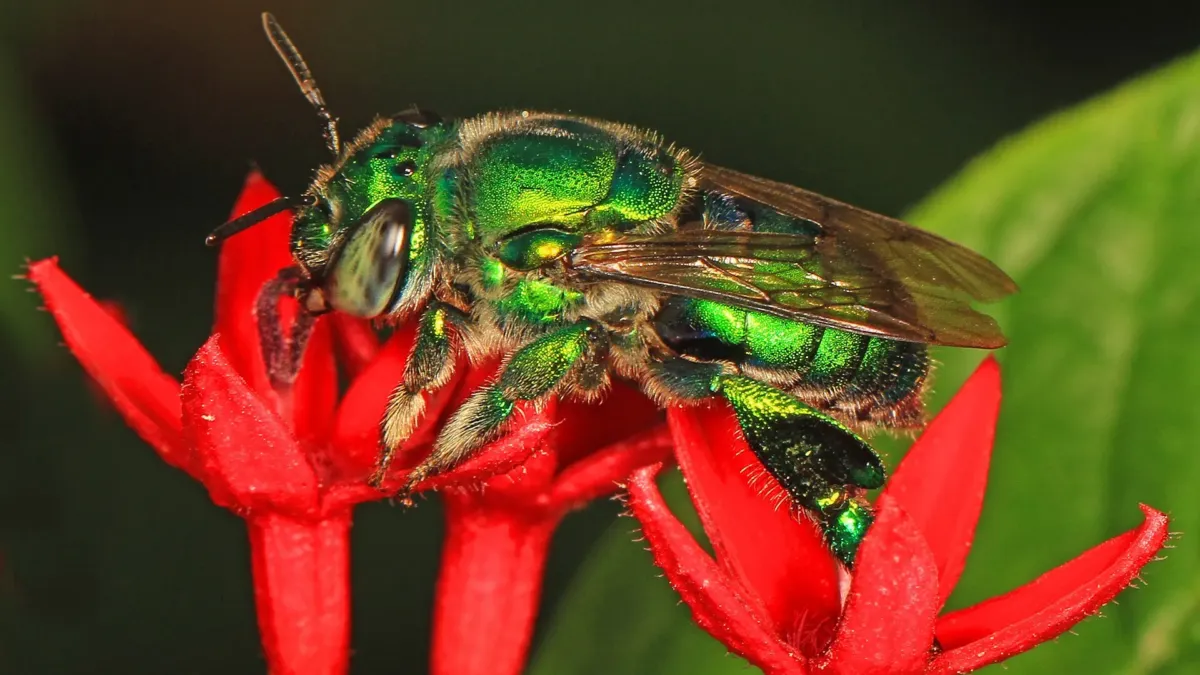 Una abeja verde metálica brillante, de alas transparentes, posada sobre una flor roja