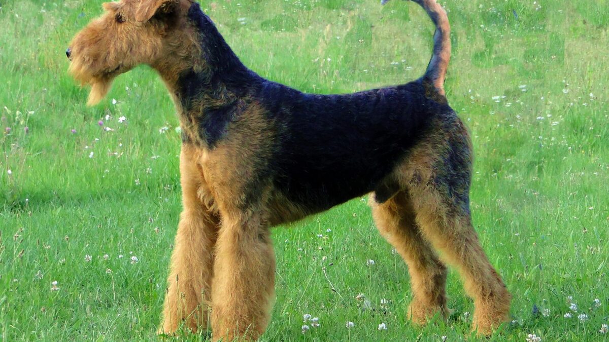 Airedale terrier negro y fuego de perfil sobre el césped, con la cola entera y erguida